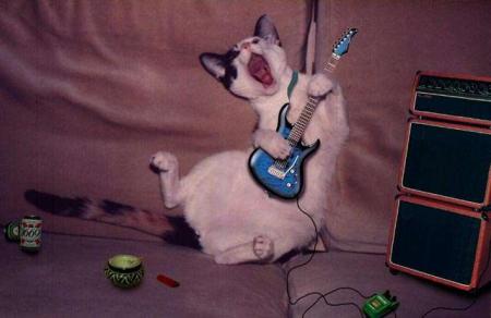 un chat. lol